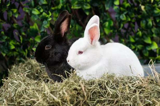 Yorkshire's nutritious grass goes global as Burgess Pet Care exports to four continents