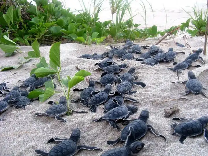 Fake Turtle Eggs Help Track Down Poachers